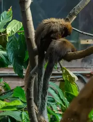 Обезьяны прыгуны (Titi monkeys)
