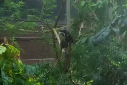 Тамарины в субтропическом лесу — зоопарк Лондона