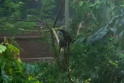 Тамарины в субтропическом лесу — зоопарк Лондона