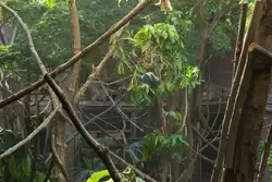Влажный тропический лес в зоопарке Лондона