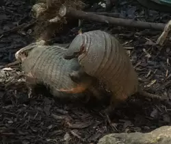 Щетинистый броненосец (Larger hairy armadillo) в зоопарке Лондона