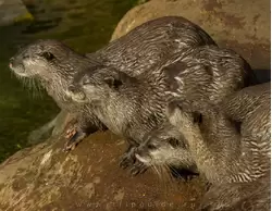 Восточные бескоготные выдры (Oriental small-clawed otter) — зоопарк Лондона