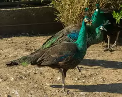 Зелёный павлин (Green peafowl)