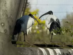 Священный ибис (African sacred ibis) в зоопарке Лондона