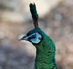 Зелёный павлин (Green peafowl) — зоопарк Лондона