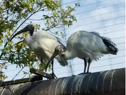 Священный ибис (African sacred ibis) — зоопарк Лондона