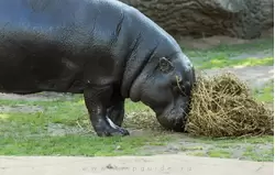 Карликовый бегемот в зоопарке Лондона