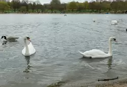 Лебеди в Гайд-парке в Лондоне