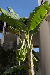 Банан растет у одного из входов в корпус отеля