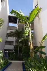 Банан растет у одного из входов в корпус отеля