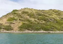 Игуаны на острове Пинель, фото 1