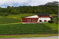 Земляничные поля в Норвегии