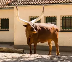 Ватусси — порода коров, выведеная в Африке, происходит от вымерших туров