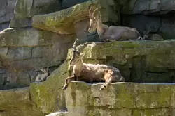 Альпийский горный козёл в зоопарке Амстердама