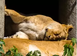 Спящие львицы