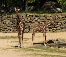 Сетчатый жираф (Сомалийский жираф)