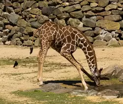 Жираф пьет воду