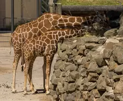 Сетчатые жирафы
