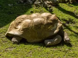Сейшельская гигантская черепаха в зоопарке Амстердама