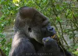 Западная равнинная горилла в зоопарке Амстердама