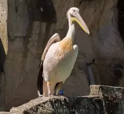 Розовый пеликан прилетел в бассейн к тюленям поживиться рыбой