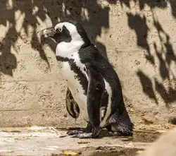 Очковый пингвин в зоопарке Амстердама
