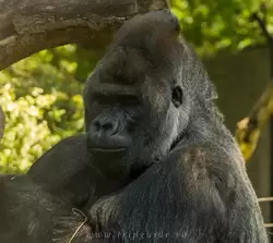 Самец гориллы
