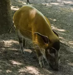 Кистеухая свинья в зоопарке Амстердама