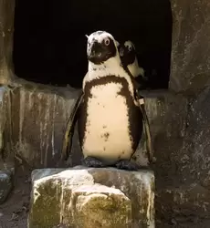 Семья пингвинов у норки