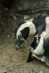 Очковый пингвин в зоопарке Амстердама