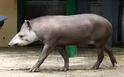 Равнинный тапир в зоопарке Амстердама