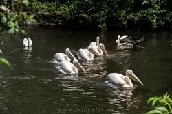 Пеликаны в зоопарке Амстердама