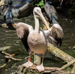 Розовый пеликан в зоопарке Амстердама