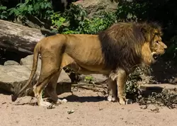 Рычащий лев