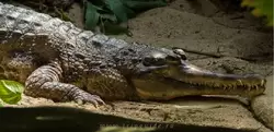Гавиаловый крокодил в зоопарке Амстердама