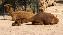 Альпака в зоопарке Амстердама