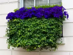 Яркий балкончик — видно, что хозяин не жалеет денег на оплату садовников