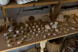 Ракушки моллюсков в кабинете в доме Рембрандта
