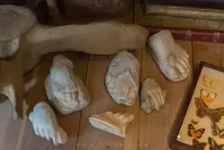 Части античных статуй в кабинете