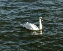 В каналах Амстердама свободно плавают лебеди