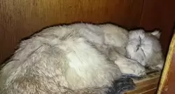 Bar Aepjen — чучело спящей кошки