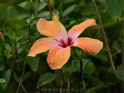 Гибискус (Hibiscus)