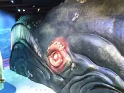 Глаз кита в Морском музее Амстердама