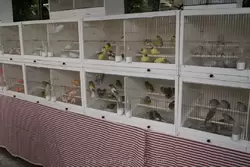 Птичий рынок в Париже на острове Сите