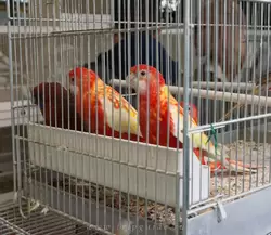 Птичий рынок в Париже на острове Сите