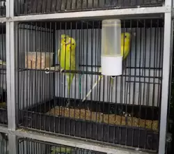 Волнистые попугайчики на птичьем рынке