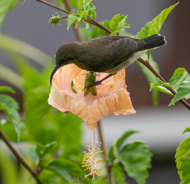 Сейшельская нектарница (Seychelles sunbird)
