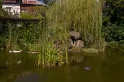 Пруд с черепахами и утками в сквере «Фитофантазия» в Сочи