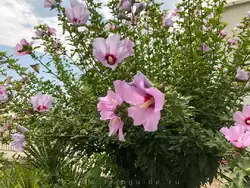 Цветы на набережной Сочи