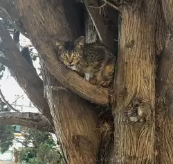 Котик на дереве (видимо потерялся)
